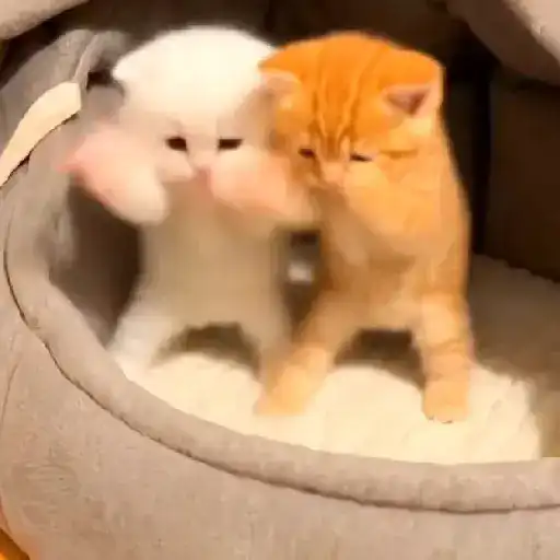 Figurinha: Gatinhos lutando