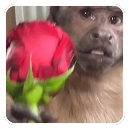 Sticker: Monkey with a rose