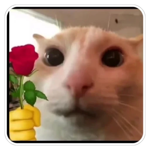 Sticker: Kitten with a rose