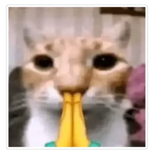 Sticker: Praying cat