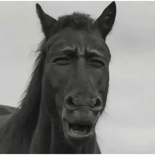 Figurinha: Cavalo pensativo