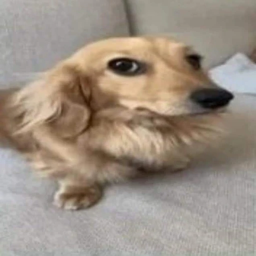 Figurinha: Cachorrinho fofo