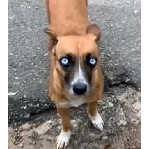 Figurinha: Cachorro com olhos claros