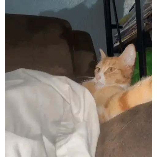 Figurinha: Gato laranja boceja