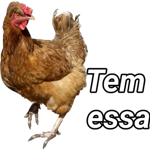 Figurinha: Tem essa galinha