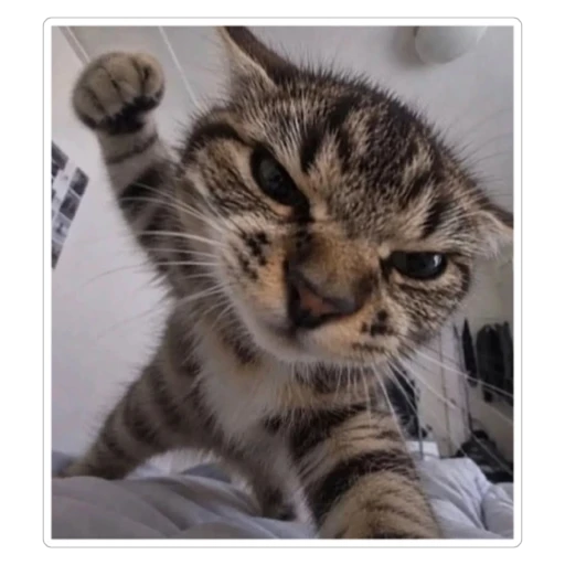 Figurinha: Gato bravo socando