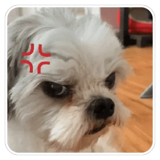 Sticker: Perro enojado