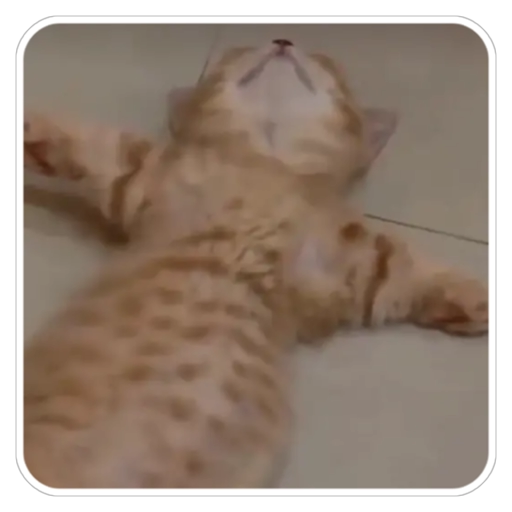 Figurinha: Gatinho relaxado