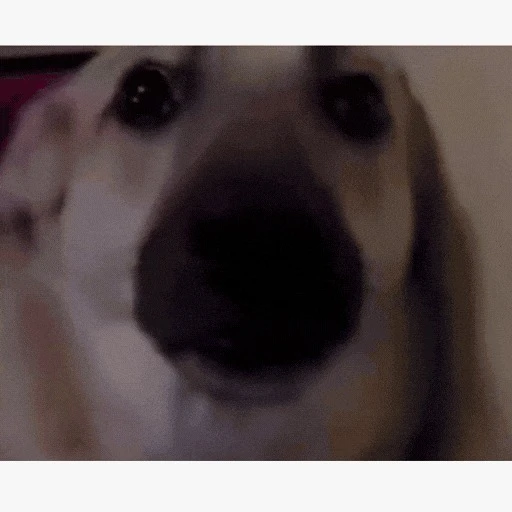 Figurinha: Cachorro olhando para câmera