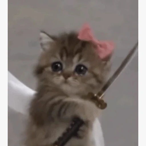 Figurinha: Gatinho Guerreiro