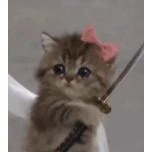 Sticker: Samurai Kitty
