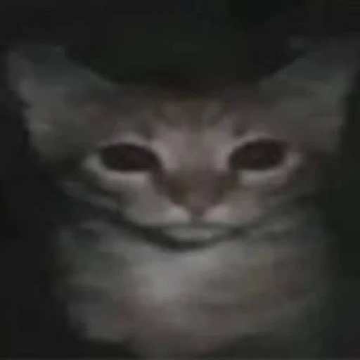 Sticker: Gato sombrío