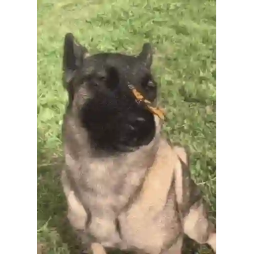Sticker: Perro y la mariposa