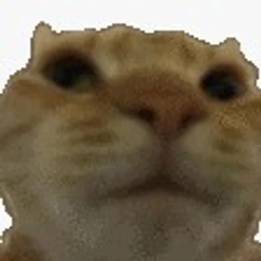 Figurinha: Gato com cara de confuso