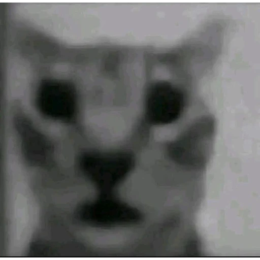 Sticker: Distorted cat effect