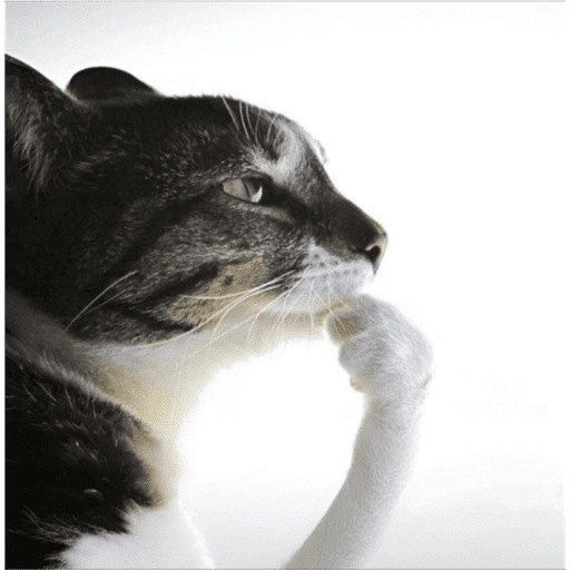 Figurinha: Gato pensativo