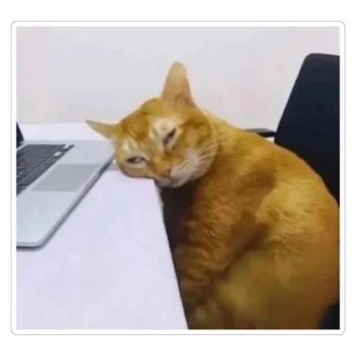 Sticker: Tired cat