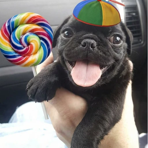 Figurinha: Pug fofinho com pirulito
