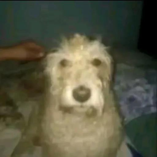 Figurinha: Cachorro confuso