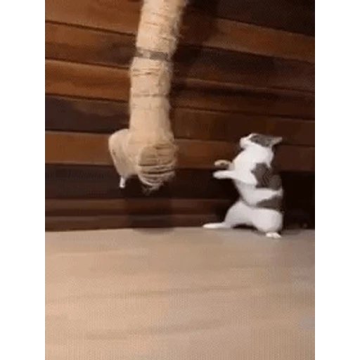 Figurinha: Gato lutador