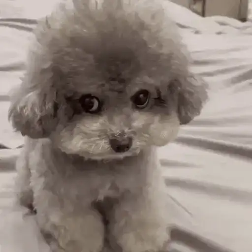 Figurinha: Cachorrinho fofo