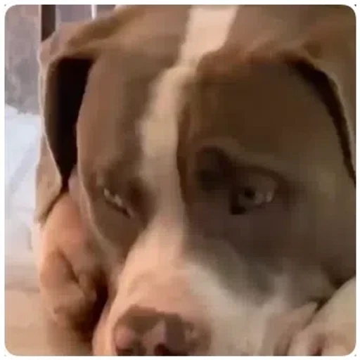 Sticker: Sad dog