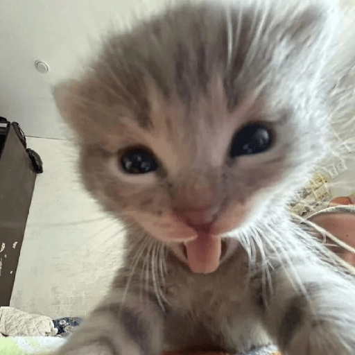 Figurinha: Gatinho fofo