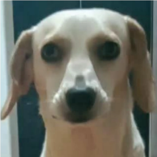 Figurinha: Cachorro com olhar fixo
