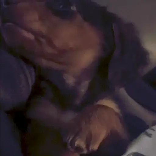 Figurinha: Cachorrinho curioso