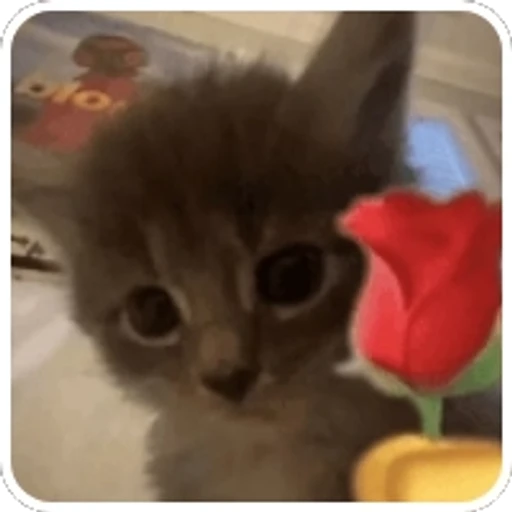 Sticker: Kitten with a rose