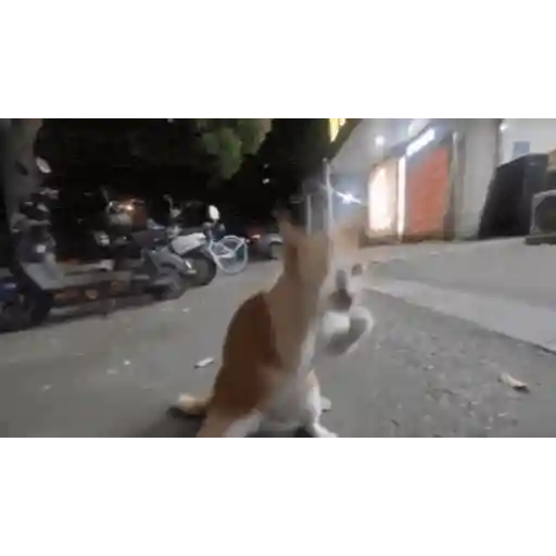 Figurinha: Gato dançando