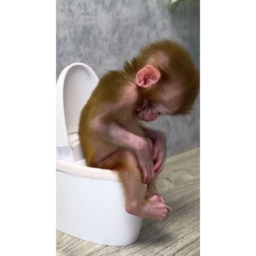 Figurinha: Macaco no vaso