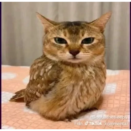 Figurinha: Gato coruja