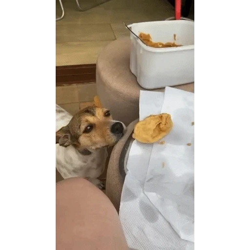 Sticker: Perro pidiendo comida