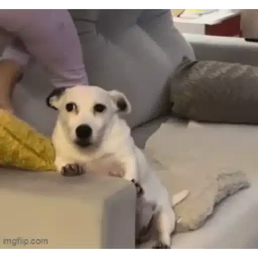 Figurinha: Cachorro assustado