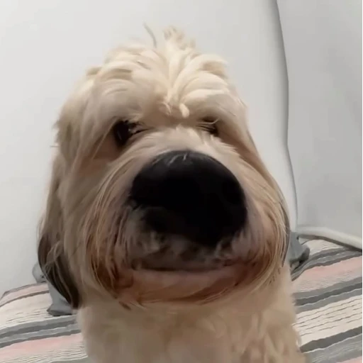 Sticker: Dog with a big nose