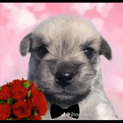 Sticker: Romantic puppy