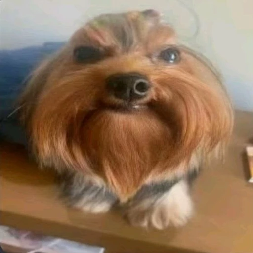 Sticker: Judging dog
