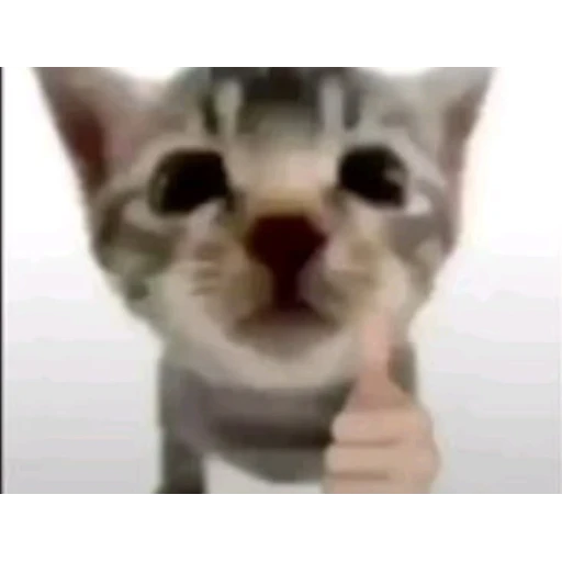 Sticker: Gatito dando pulgar arriba