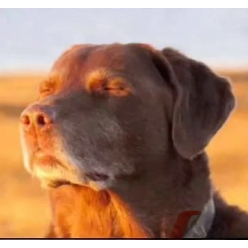 Sticker: Dog in peace
