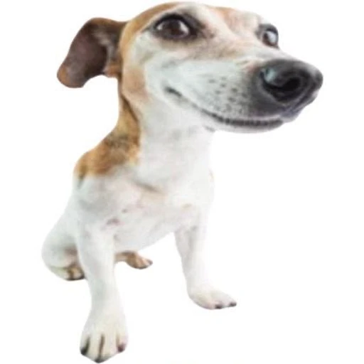 Sticker: Perro Sonriente
