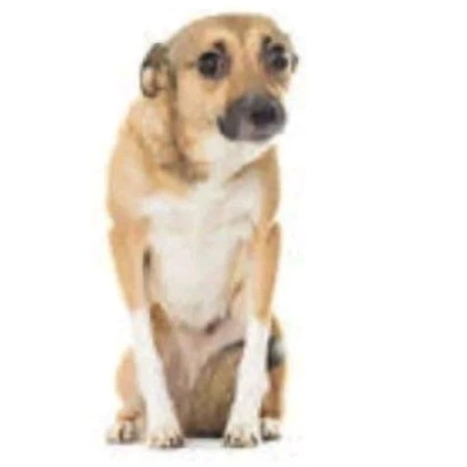 Sticker: Scared dog