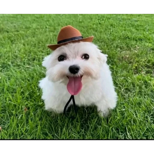 Sticker: Cowboy Puppy