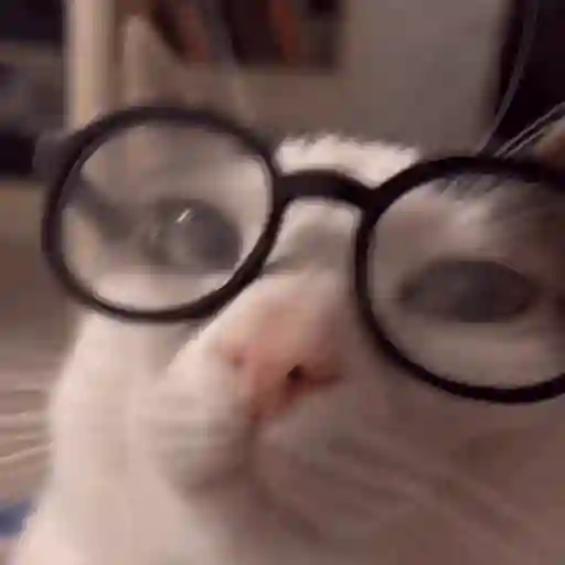 Sticker: Nerd cat with glasses