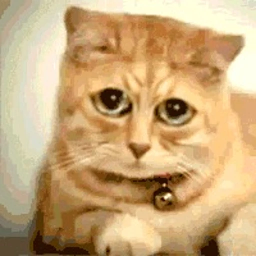 Figurinha: Gatinho Pedindo Ajuda