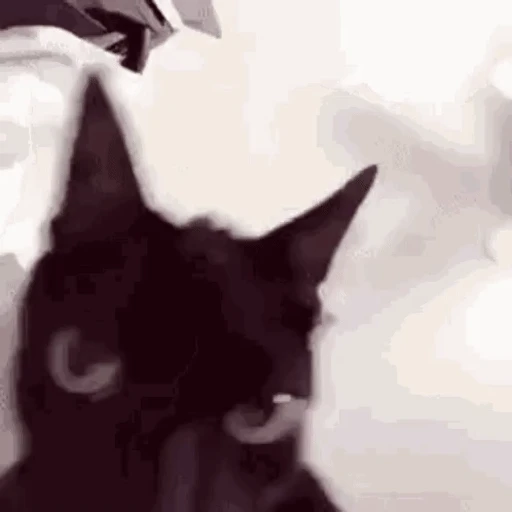 Sticker: Gato negro curioso