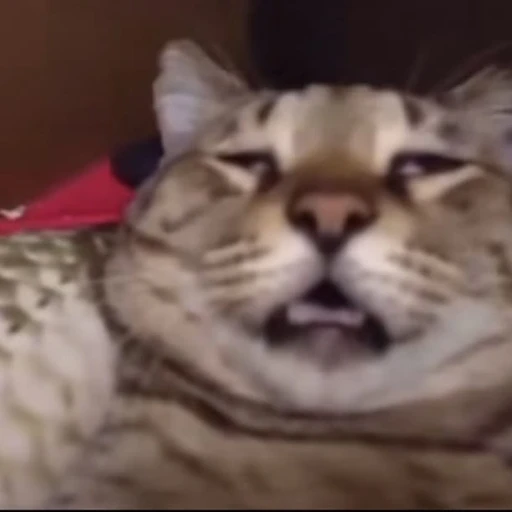 Figurinha: Gato com sono