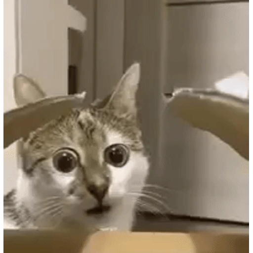 Figurinha: Gatinho Assustado