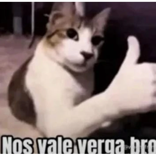 Sticker: Gato con pulgar arriba