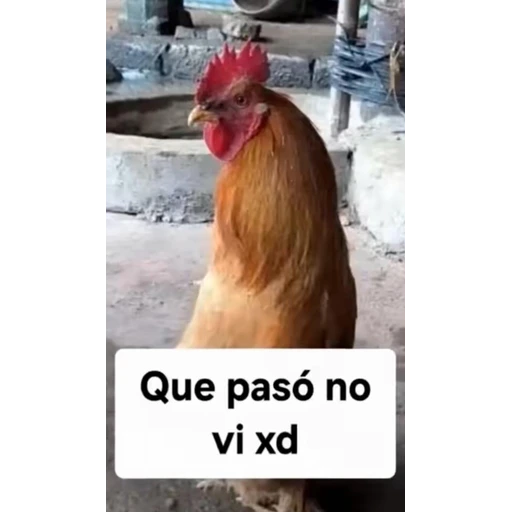 Figurinha: Que pasó no vi